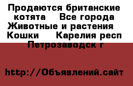 Продаются британские котята  - Все города Животные и растения » Кошки   . Карелия респ.,Петрозаводск г.